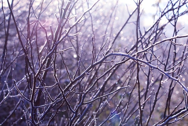 Free download branches frost winter free picture to be edited with GIMP free online image editor