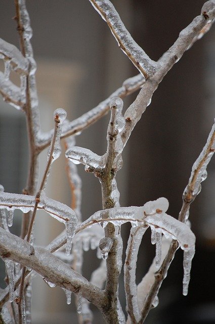 Free download Branches Ice Winter -  free photo or picture to be edited with GIMP online image editor