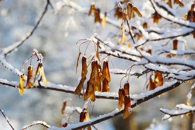 Free download branches snow dried free picture to be edited with GIMP free online image editor