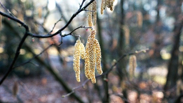 Free download Branch Hazel Winter -  free photo or picture to be edited with GIMP online image editor