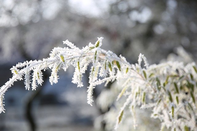 Free download Branch Icy Frost -  free photo or picture to be edited with GIMP online image editor