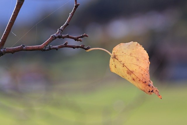 Free download Branch Leaf Autumn -  free photo or picture to be edited with GIMP online image editor