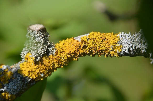 Free download Branch Tree Lichen -  free photo or picture to be edited with GIMP online image editor