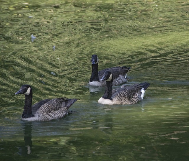 Free download brant geese geese birds animals free picture to be edited with GIMP free online image editor