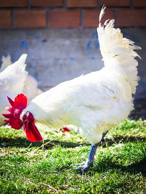 Free download Bresse Gauloise Chicken -  free photo or picture to be edited with GIMP online image editor