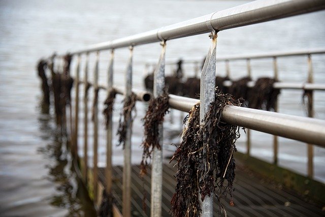 Free download Bridge Seaweed Sea -  free photo or picture to be edited with GIMP online image editor