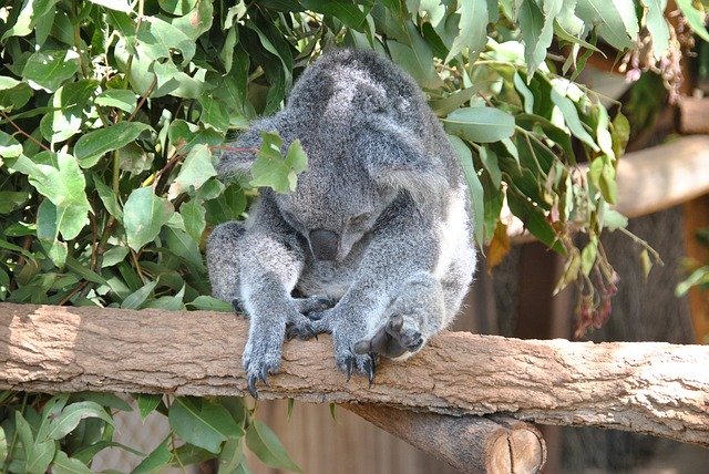 Free download Brisbane Zoo -  free photo or picture to be edited with GIMP online image editor