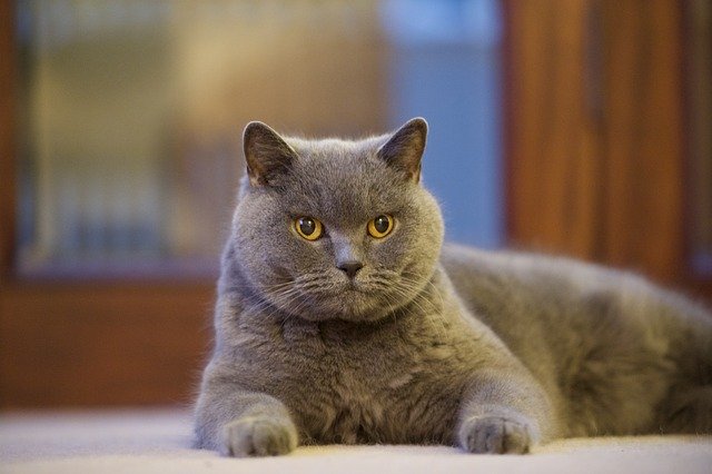 Free download British Blue Cat In -  free photo or picture to be edited with GIMP online image editor