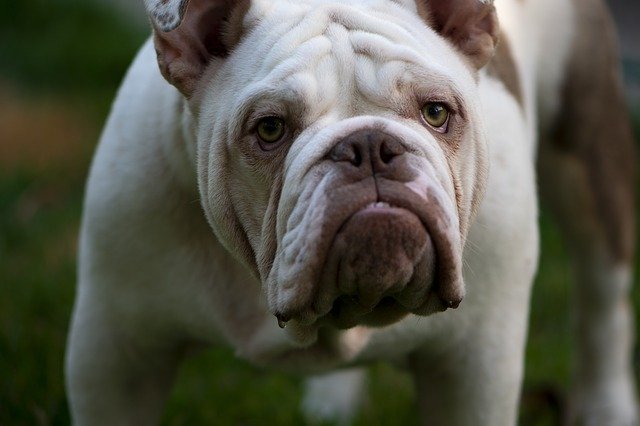 Free download British Bulldog Mans Best -  free photo or picture to be edited with GIMP online image editor