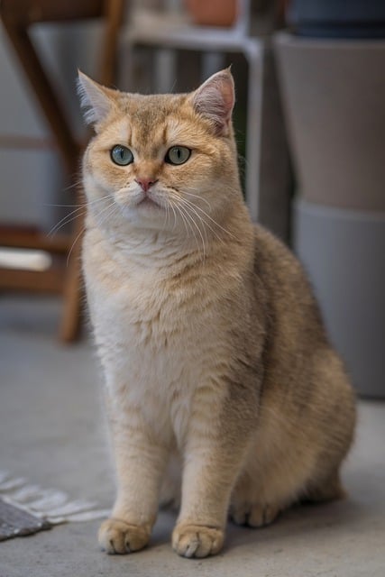 Free download british shorthair breed cat cat free picture to be edited with GIMP free online image editor