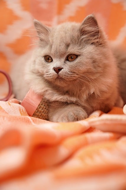 Free download british shorthair british longhair free picture to be edited with GIMP free online image editor