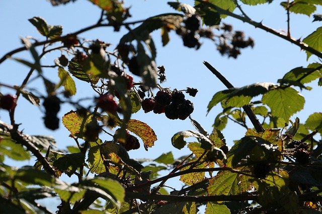 Free download Brombærgren Blue Sky Late Summer -  free photo or picture to be edited with GIMP online image editor