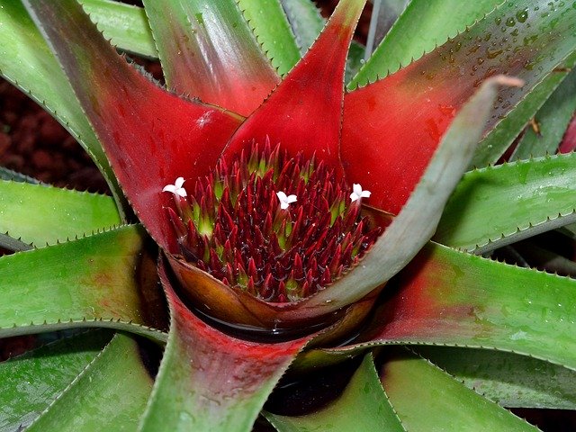 Free download Bromeliad Neoregelia Red -  free photo or picture to be edited with GIMP online image editor