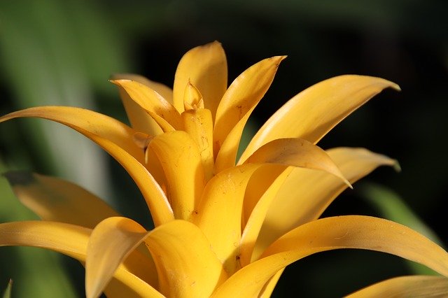 Free download Bromeliad Tropical Plants Yellow -  free photo or picture to be edited with GIMP online image editor