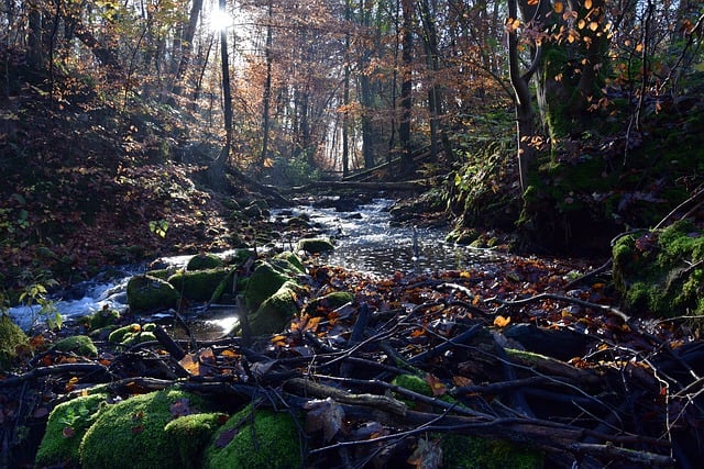 Free download brook stream water fawn stones free picture to be edited with GIMP free online image editor