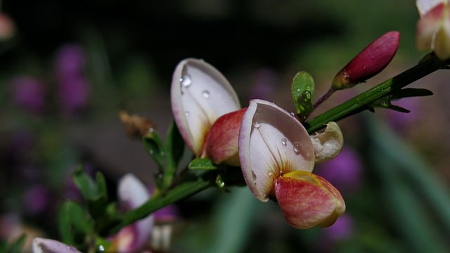 Free download broom shrub spring blossom bloom free picture to be edited with GIMP free online image editor