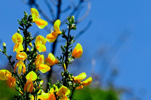 Free download Broom Yellow Flower Nature -  free photo or picture to be edited with GIMP online image editor