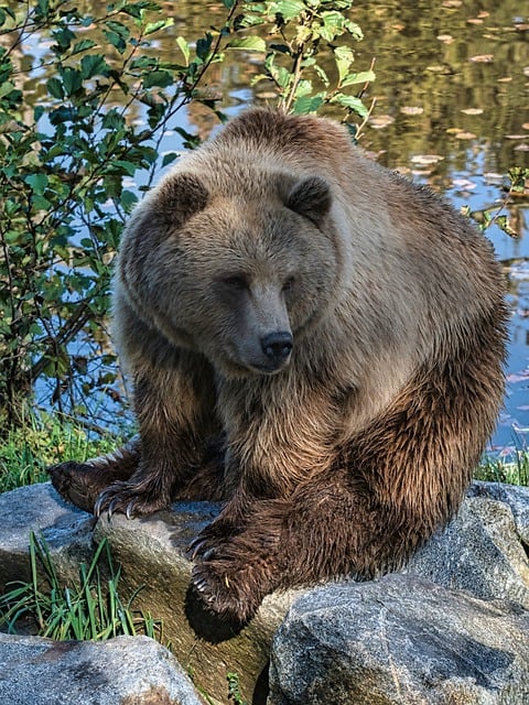 Free download brown bear bear sitting nature fur free picture to be edited with GIMP free online image editor