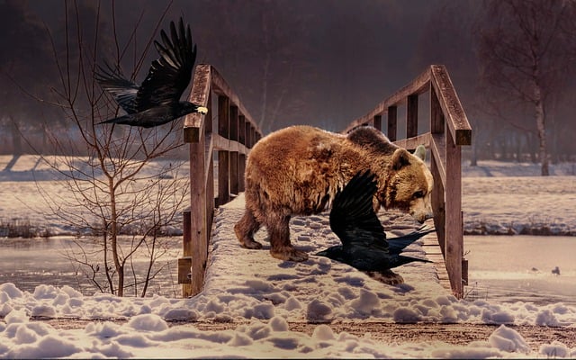 Free download brown bear birds winter river snow free picture to be edited with GIMP free online image editor