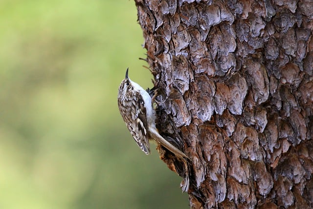 Free download brown creeper bird tree nature free picture to be edited with GIMP free online image editor