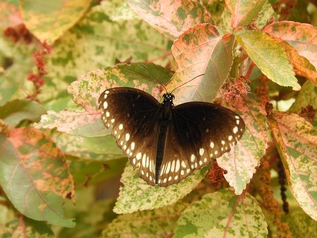 Free download Brown Leaves Butterfly -  free photo or picture to be edited with GIMP online image editor