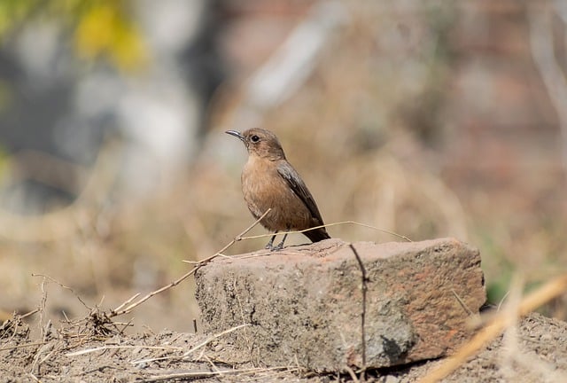 Free download brown rock chat bird animal free picture to be edited with GIMP free online image editor