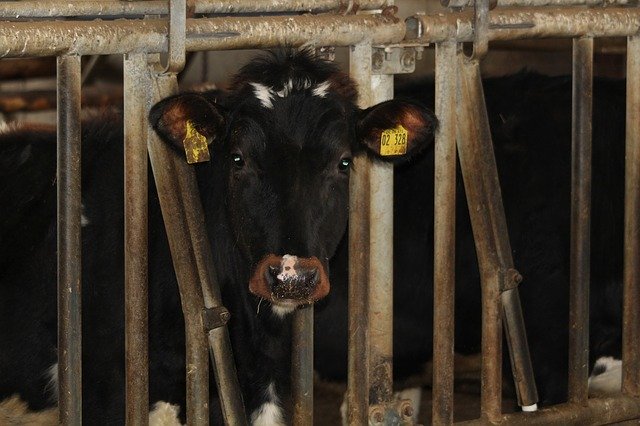 Free download Brown Swiss Young Cattle Beef -  free photo or picture to be edited with GIMP online image editor