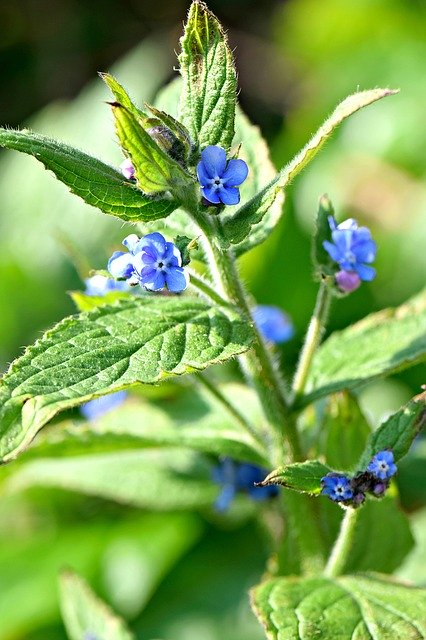 Free download Brunnera Flowers Nature -  free photo or picture to be edited with GIMP online image editor