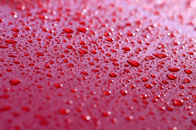 Free download bubbles rain water red macro free picture to be edited with GIMP free online image editor