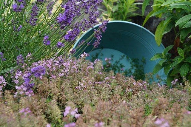 Free download Bucket Nature Flowers -  free photo or picture to be edited with GIMP online image editor