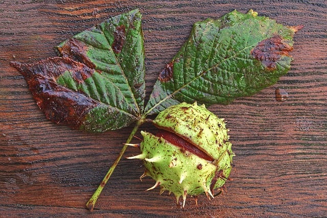 Free download buckeye chestnut autumn fruit free picture to be edited with GIMP free online image editor