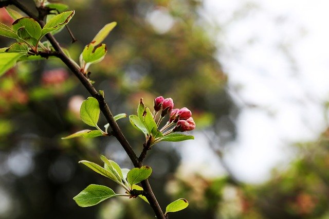 Free download Budding Spring Tree -  free photo or picture to be edited with GIMP online image editor