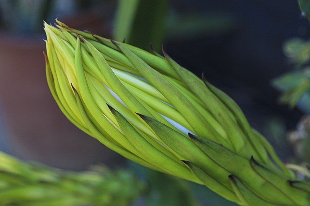 Free download Bud Flower Dragon Fruit -  free photo or picture to be edited with GIMP online image editor