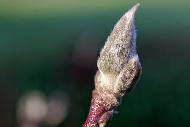 Free download bud flower magnolia close up flora free picture to be edited with GIMP free online image editor