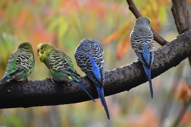 Free download budgerigar birds animals lovebirds free picture to be edited with GIMP free online image editor