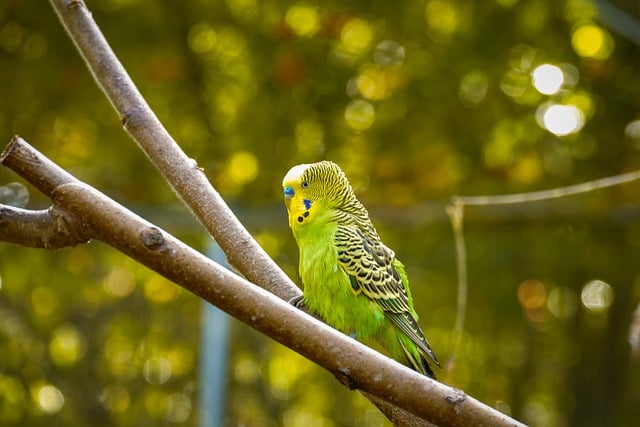 Unduh gratis gambar gratis budgerigar cabang burung budgie untuk diedit dengan editor gambar online gratis GIMP