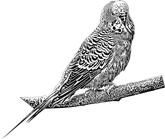 Free download Budgie Pet Bird -  free illustration to be edited with GIMP free online image editor