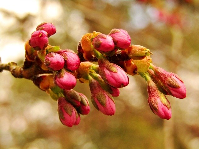 Free download Bud Japan Cherry -  free photo or picture to be edited with GIMP online image editor