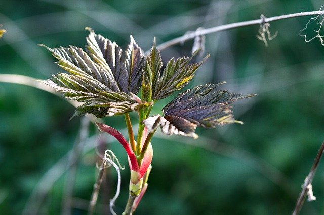 Free download Bud Leaves Birth -  free photo or picture to be edited with GIMP online image editor