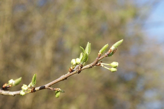 Free download Buds Nature Spring -  free photo or picture to be edited with GIMP online image editor