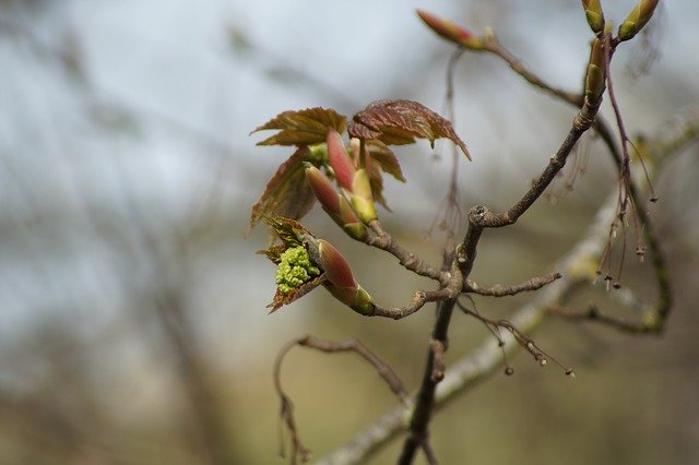 Free download Bud Spring Flower -  free photo or picture to be edited with GIMP online image editor