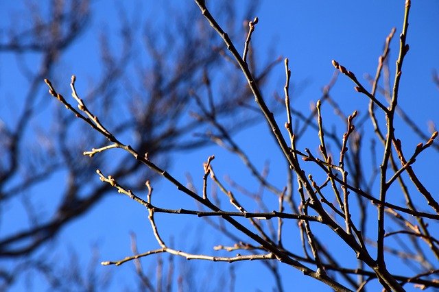 Free download Buds Sky Branches -  free photo or picture to be edited with GIMP online image editor