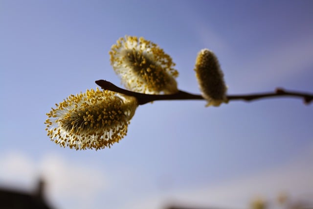 Free download bud s spring tree nature flora free picture to be edited with GIMP free online image editor