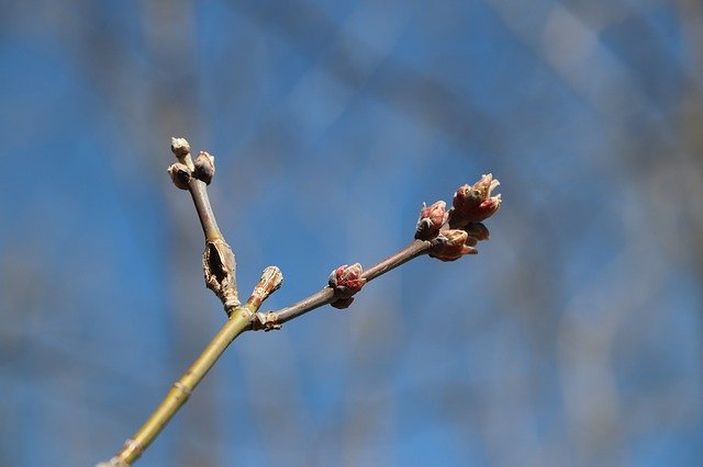 Free download Buds Tree Nature -  free photo or picture to be edited with GIMP online image editor