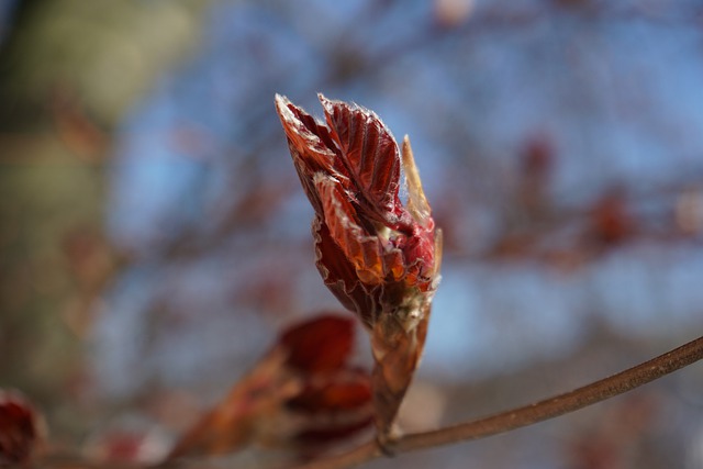 Free download bud tree european beech close up free picture to be edited with GIMP free online image editor