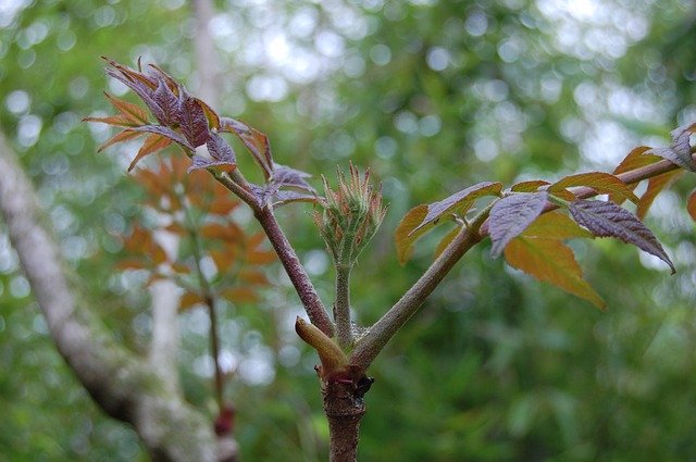 Free download Bud Tree Nature -  free photo or picture to be edited with GIMP online image editor