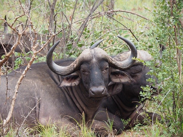 Free download Buffalo Africa Safari -  free photo or picture to be edited with GIMP online image editor