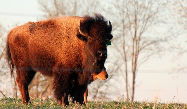 Free download Buffalo Bison Animal -  free photo or picture to be edited with GIMP online image editor