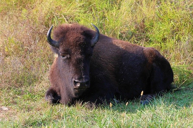 Buffalo Bison Horns സൗജന്യ ഡൗൺലോഡ് - GIMP ഓൺലൈൻ ഇമേജ് എഡിറ്റർ ഉപയോഗിച്ച് എഡിറ്റ് ചെയ്യാൻ സൌജന്യ ഫോട്ടോയോ ചിത്രമോ