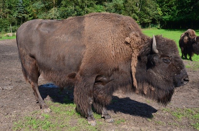 Free download Buffalo Bison North America -  free photo or picture to be edited with GIMP online image editor